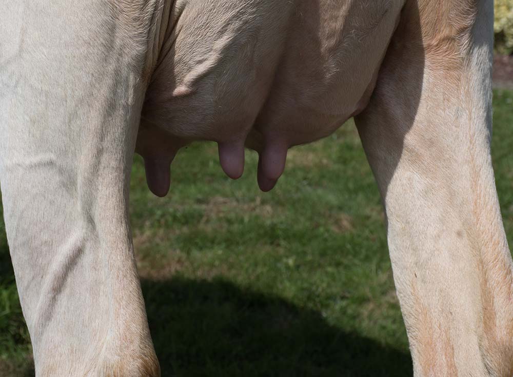 5555.hr - Illustration Observation des aplombs à la mamelle