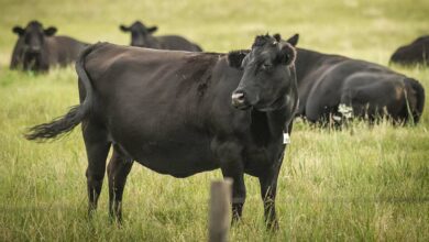 Photo of Une vision différente dans la filière bovine aux USA