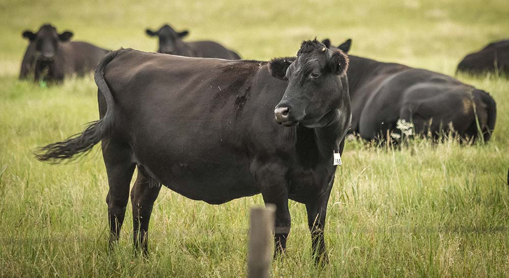 5590 - Illustration Une vision différente dans la filière bovine aux USA