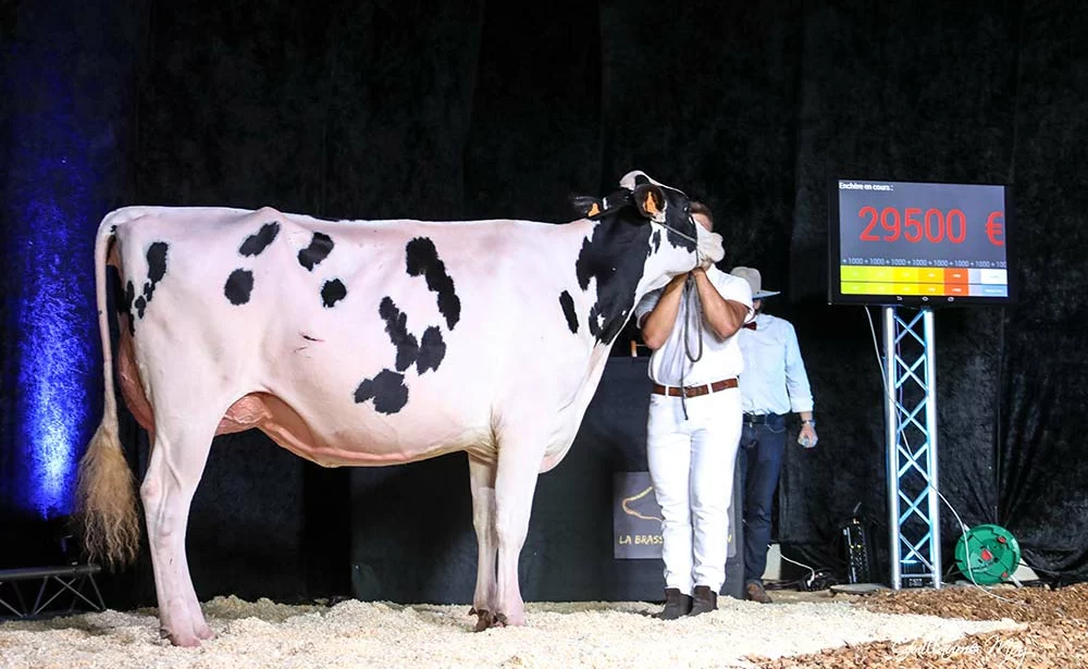 5698.hr - Illustration Affaire conclue pour la Brasserie Holstein