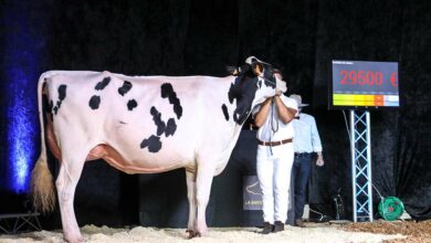 Photo of Affaire conclue pour la Brasserie Holstein