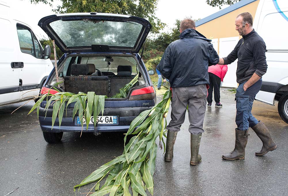 5707.hr - Illustration Une analyse en vert pour déterminer sa date d’ensilage