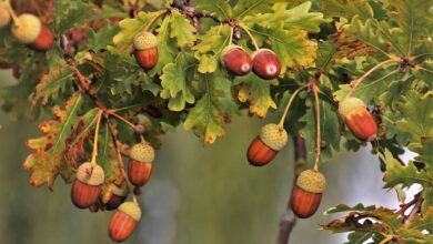 Photo of Glands toxiques pour les bovins