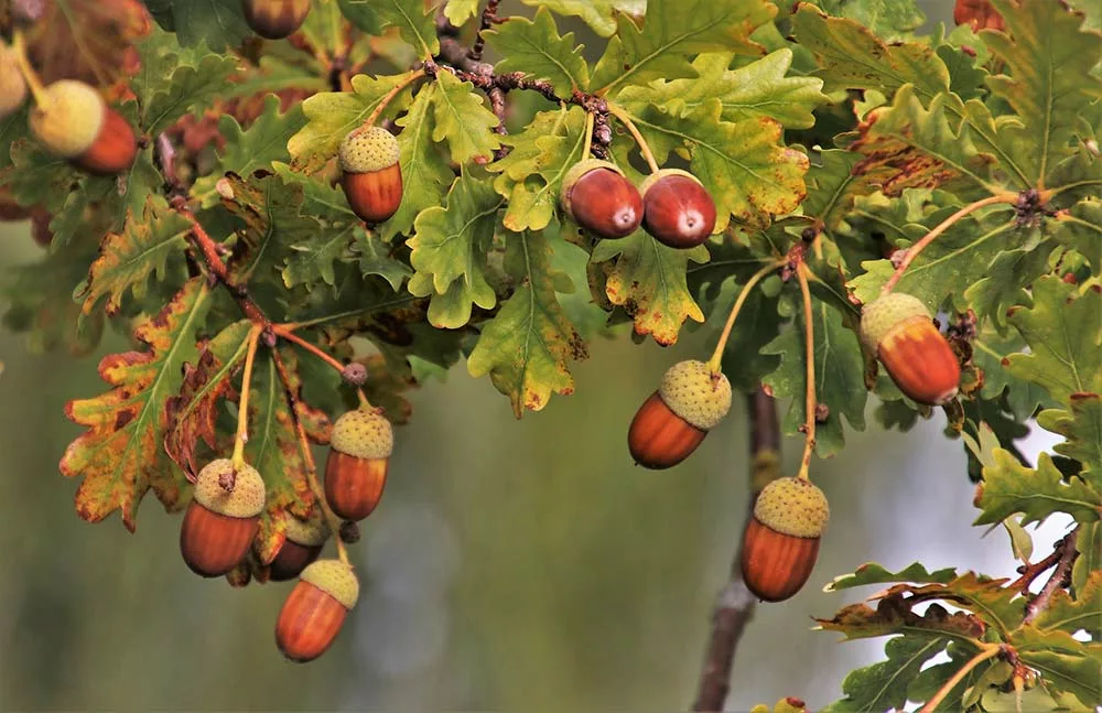 Gland - Illustration Glands toxiques pour les bovins