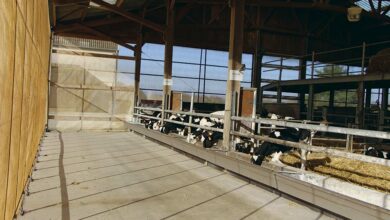 Photo of Une nurserie « grand  volume » performante