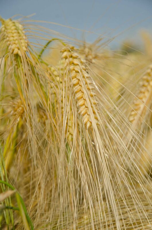 2 ou 6 rangs pour ses variétés ? Journal Paysan Breton