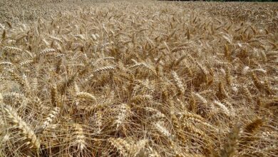 Photo of Votre variété de blé d’un seul coup d’œil