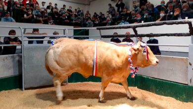 Photo of 17e édition de l’Estival de la viande