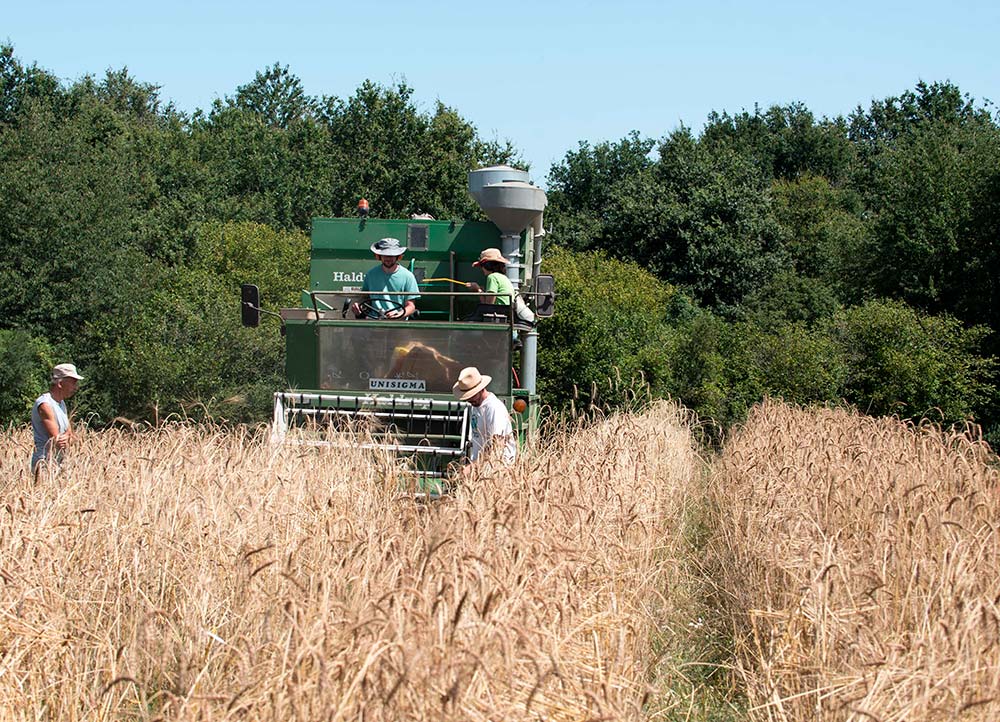 Moissonner Les Blés Paysans Journal Paysan Breton