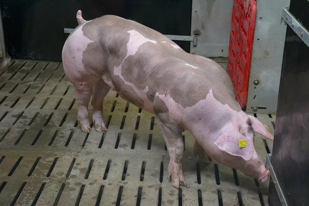 5885.hr - Illustration Un nouveau verrat Pietrain NN sur le marché