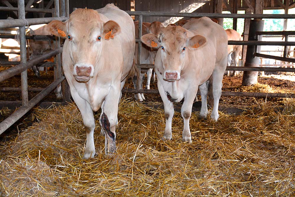 5945.hr - Illustration Deux génisses mutilées à Sens-de-Bretagne