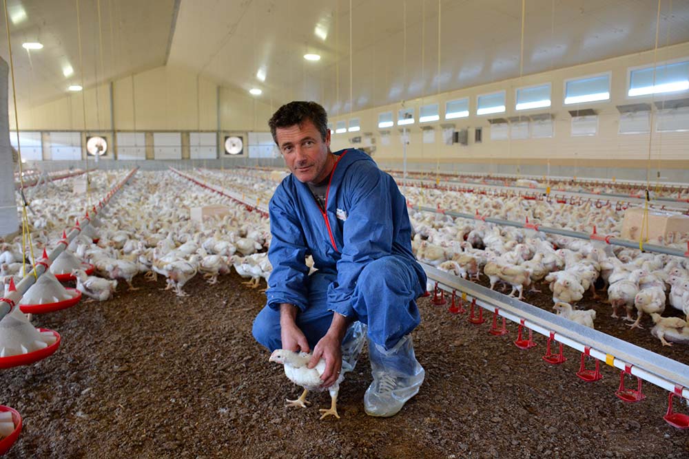 Aviculture, De la paille de colza pour la litière des poules