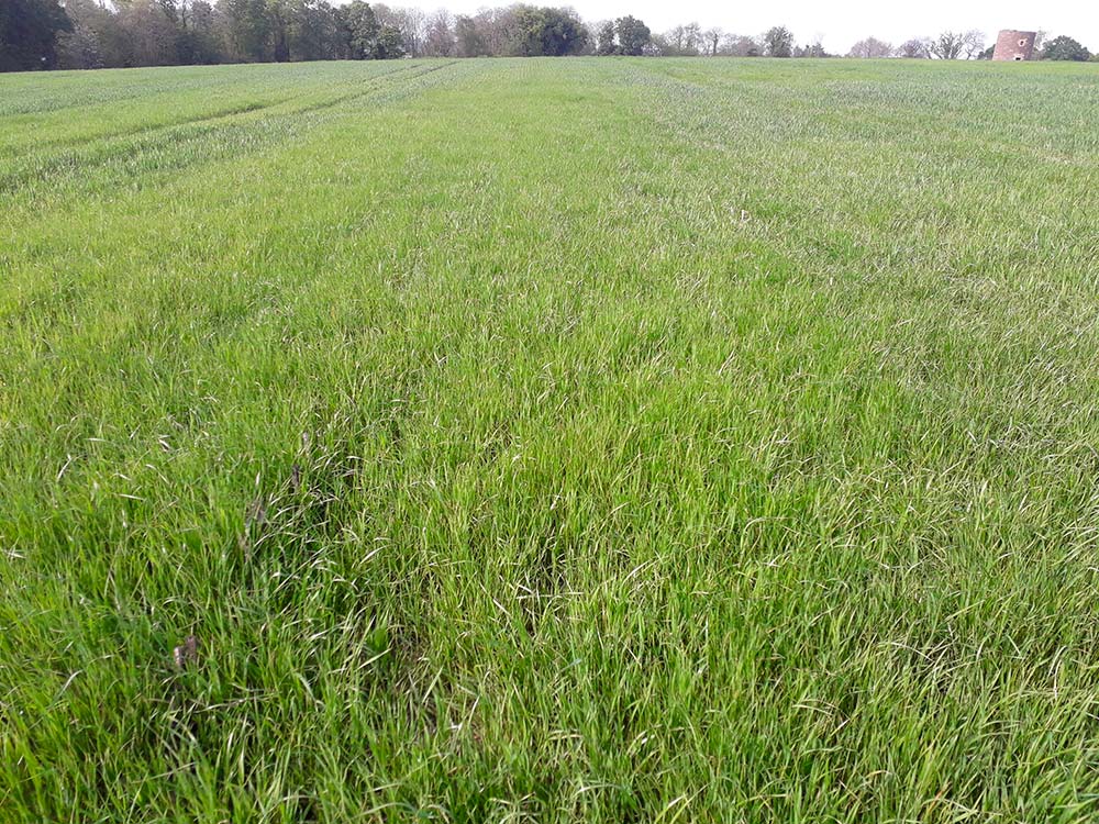 5984.hr - Illustration Céréales : 5 bonnes raisons de ne pas semer trop tôt