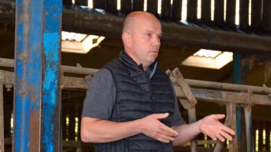 Photo of Bovin viande : Des circuits courts diversifiés
