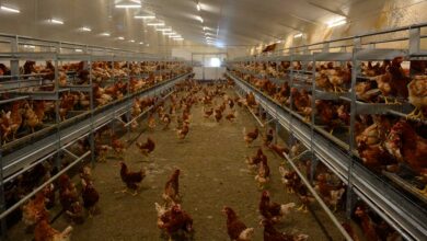 Photo of Pondeuses : L’élevage en volière se développe