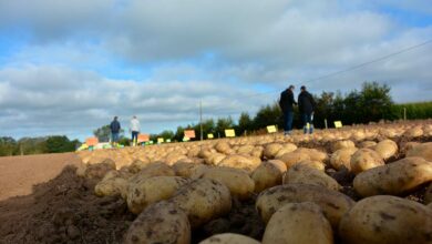 Photo of Des plans incertains pour la pomme de terre