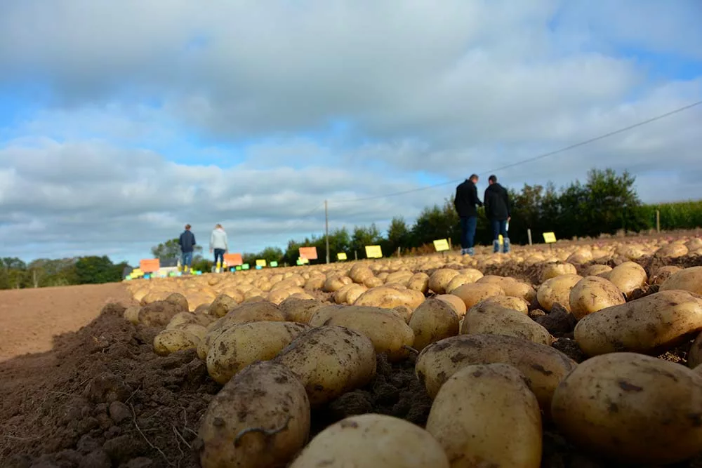 6036.hr - Illustration Des plans incertains pour la pomme de terre