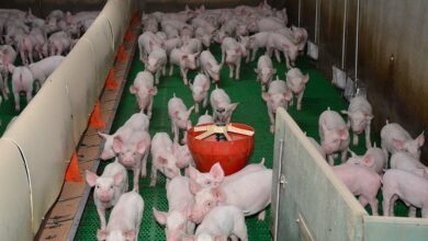 Photo of Porc : Un tiers de l’export allemand affecté