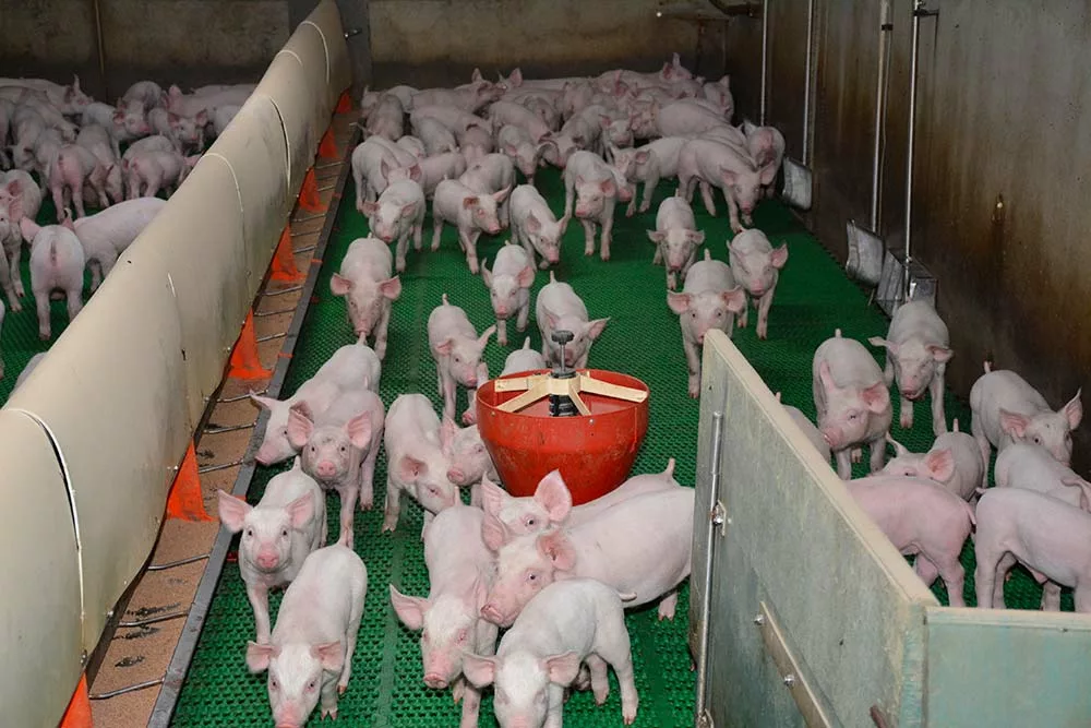 6073.hr - Illustration Porc : Un tiers de l’export allemand affecté