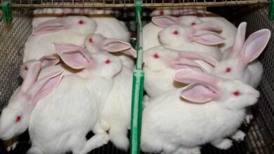 Photo of Des mesures préventives pour protéger le lapin
