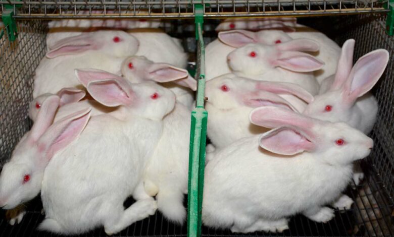 Des Mesures Preventives Pour Proteger Le Lapin Journal Paysan Breton