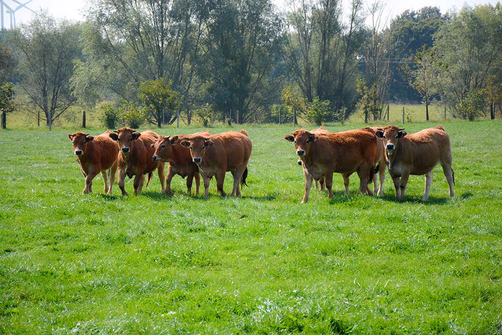 D6155.hr - Illustration Facilité de conduite en race Aubrac