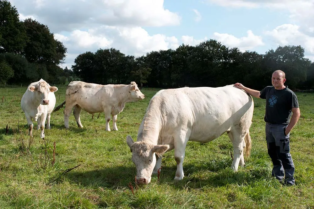 06 Td - Illustration Demain, des vaches avec du gabarit, du lait et sans cornes