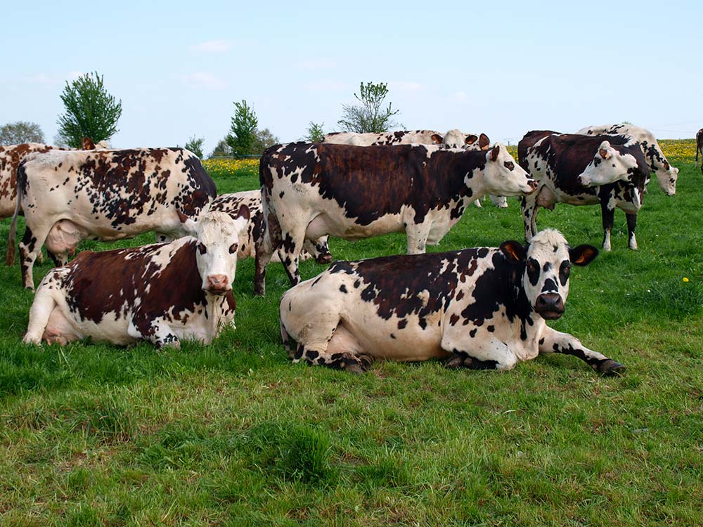 Vache normande : comment évoluent les caractéristiques de la race ?