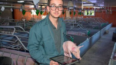 Photo of D’apprenti à salarié porc