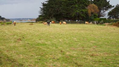 Photo of Des vaches à Bréhat
