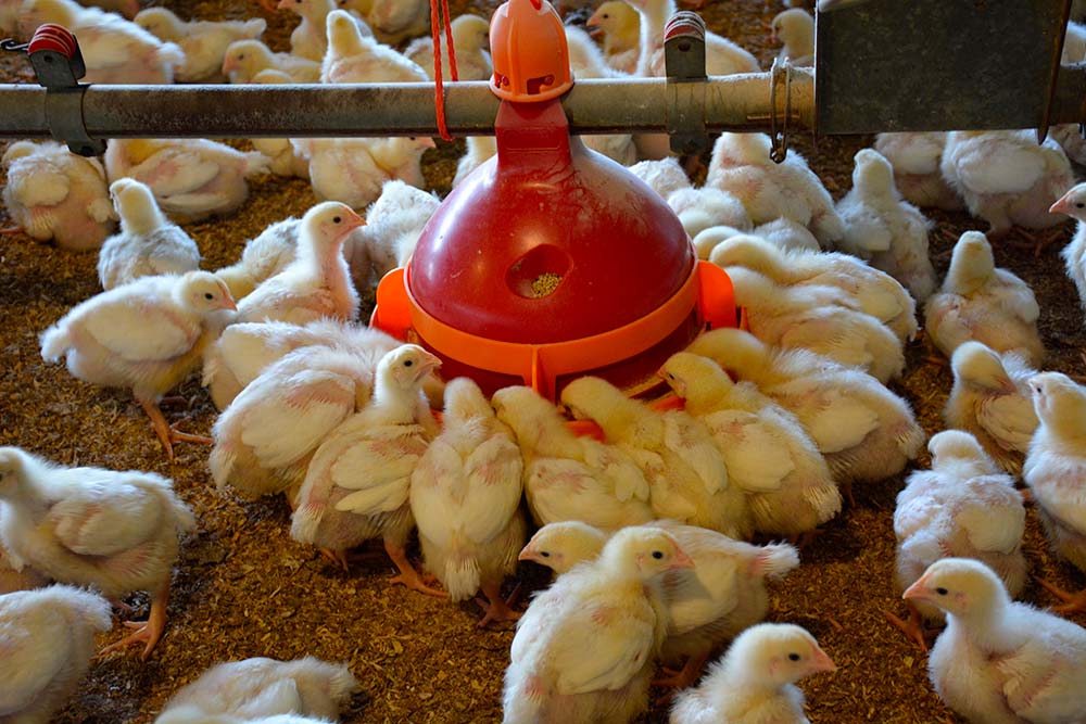 6274.hr - Illustration La biosécurité 1re ligne de défense contre les coccidies
