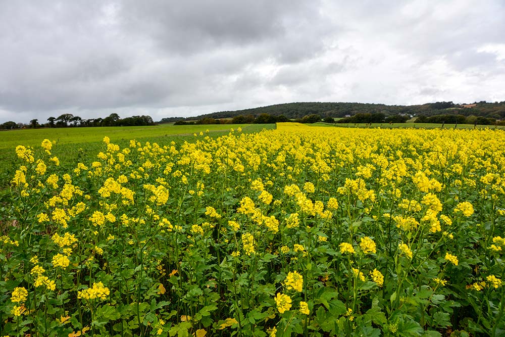 6295.hr - Illustration Produire de la biomasse entre les céréales