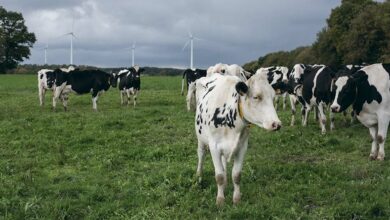 Photo of En quête d’une génétique adaptée au réchauffement climatique