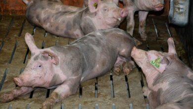 Photo of La production française de porcs souffrira de la PPA en Allemagne