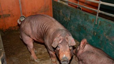 Photo of Tous les Duroc ne se valent pas