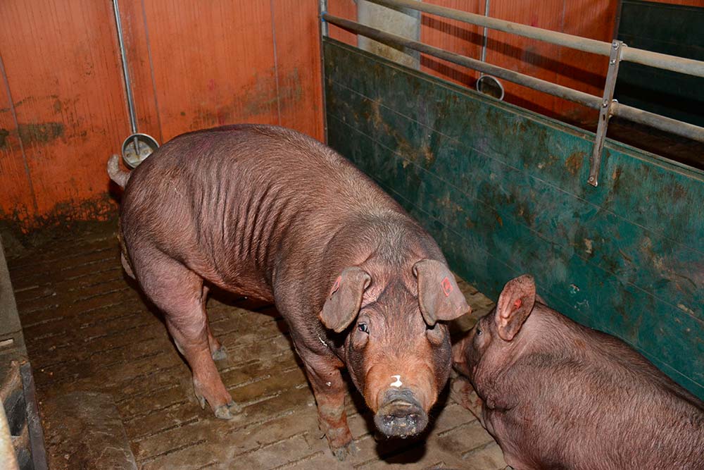 6474.hr - Illustration Tous les Duroc ne se valent pas