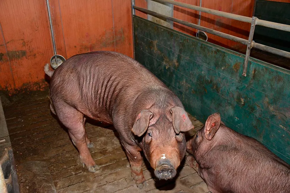 6474.hr - Illustration Tous les Duroc ne se valent pas