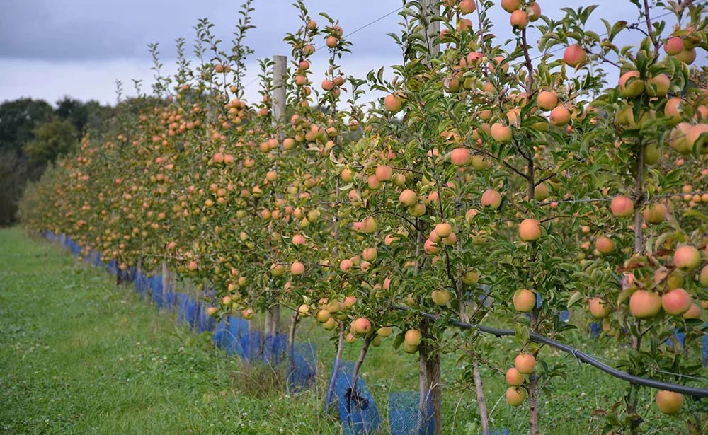 6548.hr - Illustration Des pommes locales à croquer