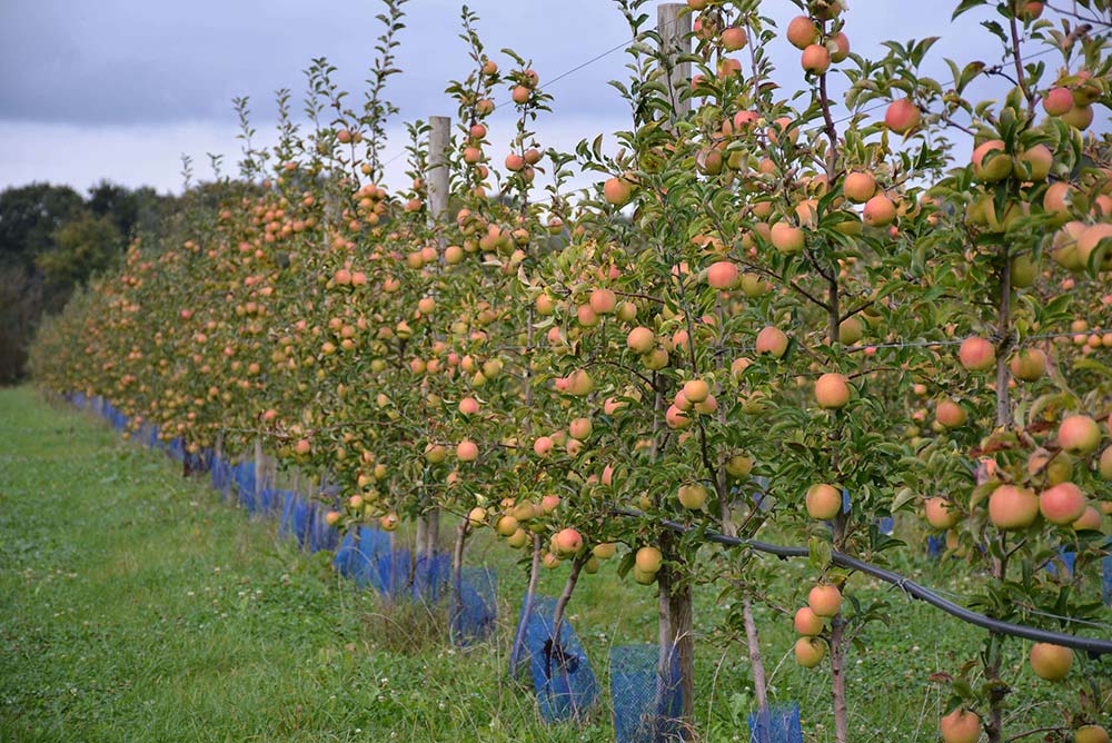 6548.hr - Illustration Des pommes locales à croquer