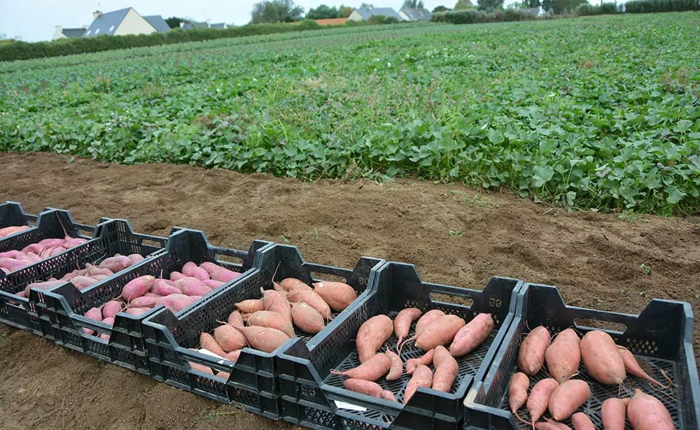 Plébiscitée par les consommateurs, la patate douce s'ancre en France