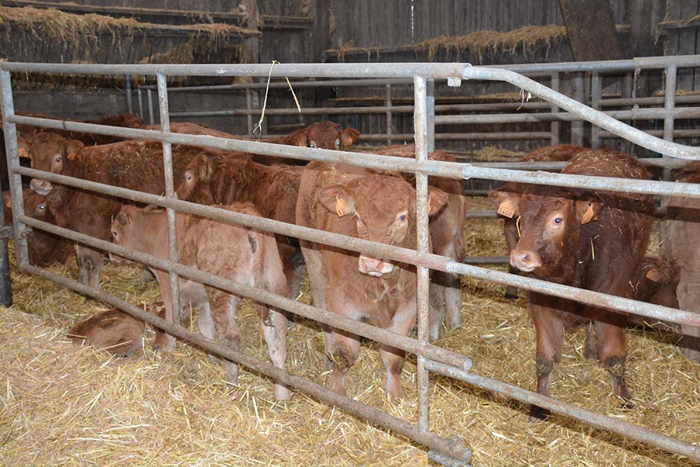 6573.hr - Illustration Bovin viande : Plus de performance dans les élevages limitant les tétées