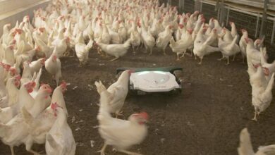 Photo of Le robot améliore le côchage et la fertilité