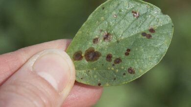 Photo of Feverole : Bien semer pour contrer le botrytis