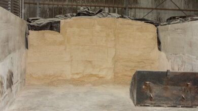 Photo of L’atout maïs grain humide