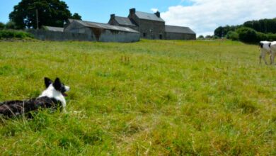 Photo of Chien de troupeau : La génétique va confirmer les aptitudes naturelles