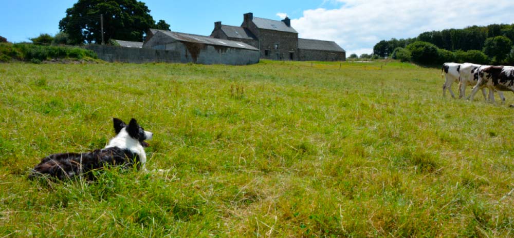 Border - Illustration Chien de troupeau : La génétique va confirmer les aptitudes naturelles