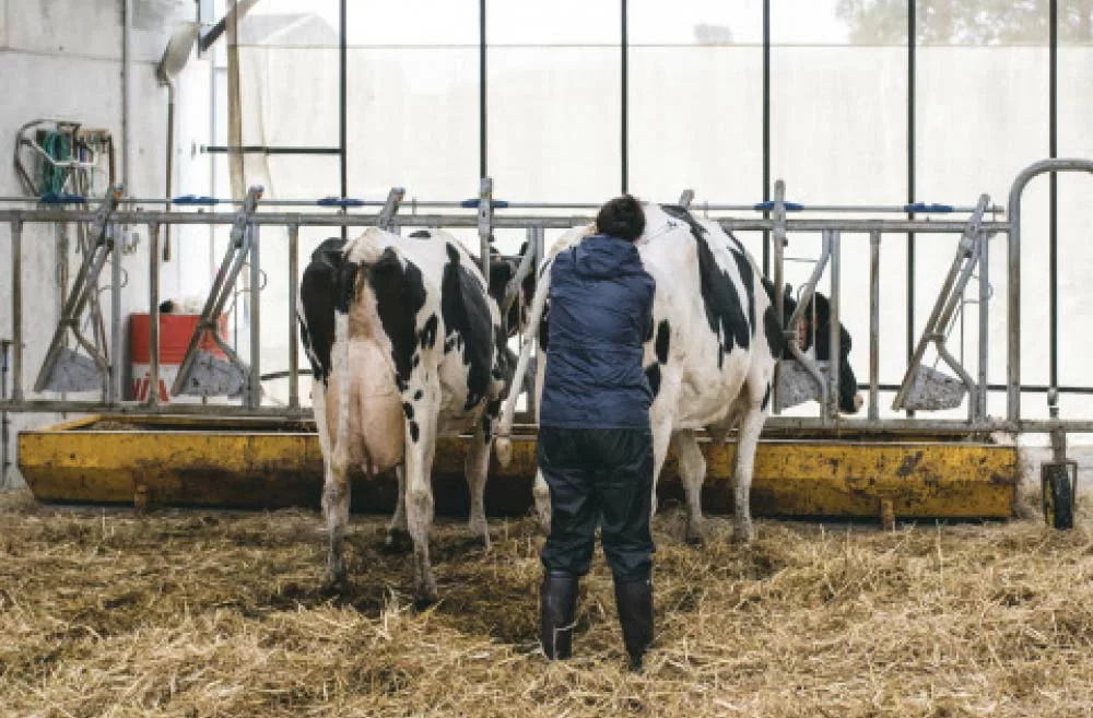 Isu - Illustration La Prim’Holstein révise son Isu