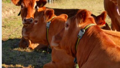 Photo of Limousine : Nouveautés sur la mamelle et la reproduction