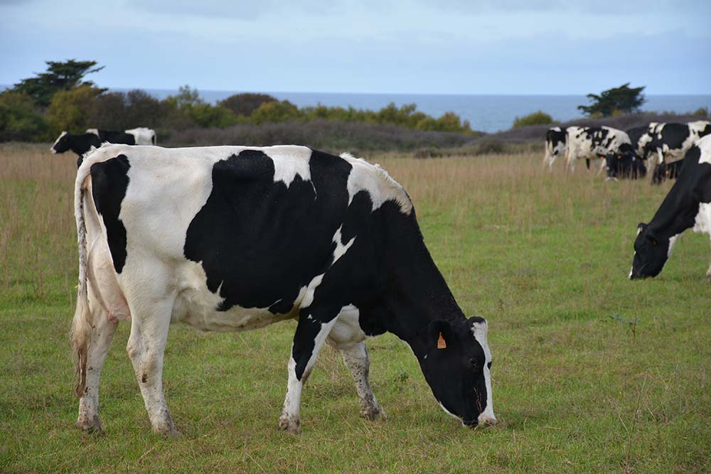 6695.hr - Illustration Belle-Île veut transformer son lait