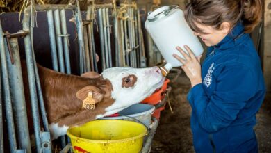 Photo of L’agriculture offre 13 % d’emplois en plus sur 2020